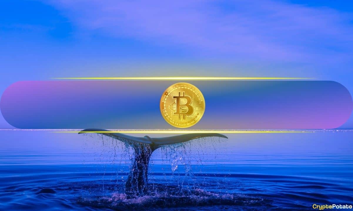 Here's How Much BTC Big Bitcoin Holders Bought in Five Months Amid Market Volatility